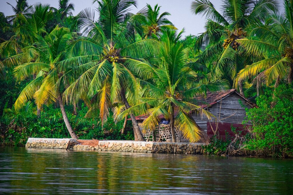 hut, tropical, nature, kerala, house, coconut, backwater, village, outdoors, kerala, kerala, kerala, kerala, kerala