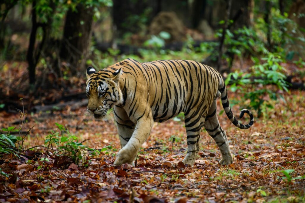 A stunning Bengal Tiger walking through the lush forest of Kanha, India.