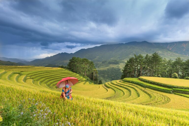 Beautiful terrace rice fields with a lone figure under an umbrella against a dramatic sky.